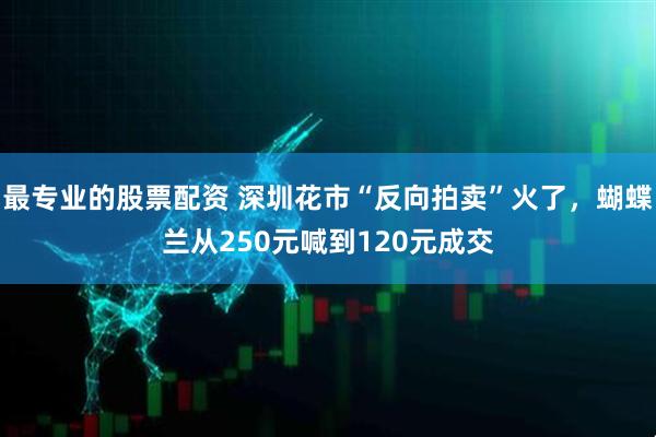最专业的股票配资 深圳花市“反向拍卖”火了，蝴蝶兰从250元喊到120元成交